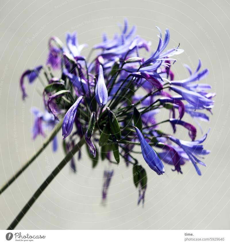 ornamental garlic Nature naturally Structures and shapes Faded Subdued colour Flower blurriness Bud Blossom Part of the plant plants leek Shriveled buds Organic