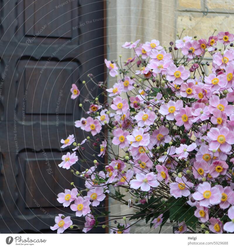 Autumn anemone in bloom in front of an old building with a wall and wooden door Chinese Anemone China anemone September charm Blossom Flower blossom