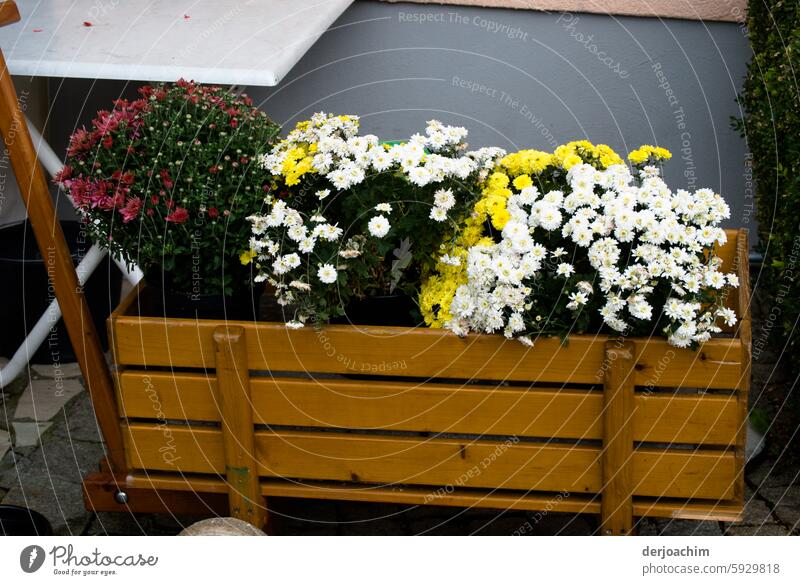 A small wooden wagon for children is fully loaded with flowers. Carriage Wood Deserted Exterior shot Summer Colour photo naturally Close-up Blossom pretty Plant