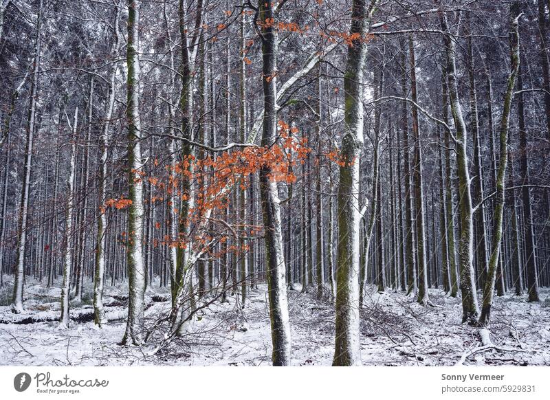 Winter Wonderland in the Belgium Ardennes close to Manhay. Beautiful white trees. background beautiful beauty belgian belgium landscape cold country countryside