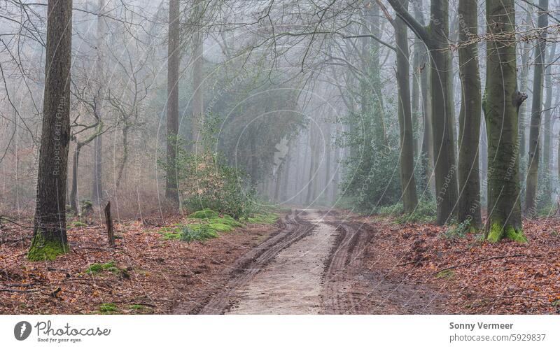 Foggy day in the forest in The Netherlands, Speulderbos Veluwe. autumn Autumn landscape background beautiful colorful dutch environment fall fog footpath