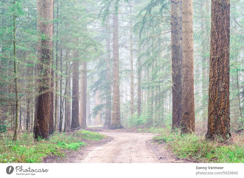 Foggy day in the forest in The Netherlands, Speulderbos Veluwe. autumn Autumn landscape background beautiful colorful dutch environment fall fog footpath