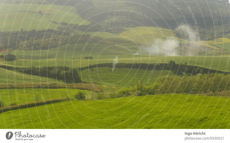 Green, hilly spring landscape in southern Italy, divided by hedges, groves and individual trees. Smoke from an apparently harmless fire. Grass Grain Spring