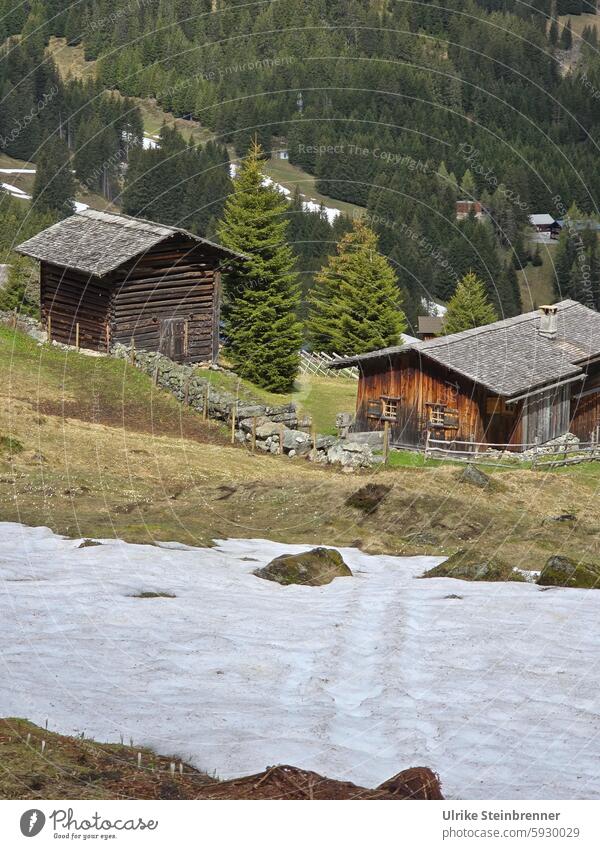 Last snow on Vergalda alpine pasture Snow Snow melt Spring gargoyles Alpine pasture alpine hut Alps Forest Wooden hut Willow tree Austria