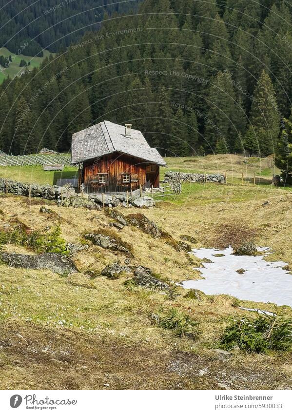 Last snow on Vergalda alpine pasture Snow Snow melt Spring gargoyles Alpine pasture alpine hut Alps Forest Wooden hut Willow tree Austria