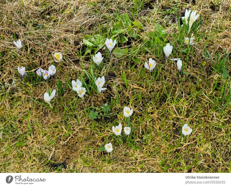 White crocuses on an alpine meadow flowers blossoms Spring Meadow Alps flora alpine flora Nature naturally