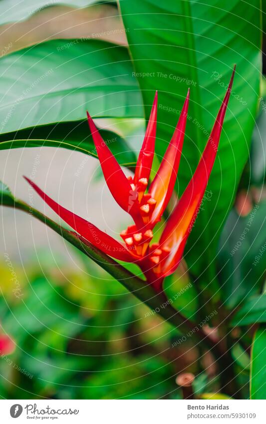 Red Heliconia Flower in Biosphere Garden Environment backyard beauty in nature bio bio sphere biology biotope bloom blossom blume botany building color colour