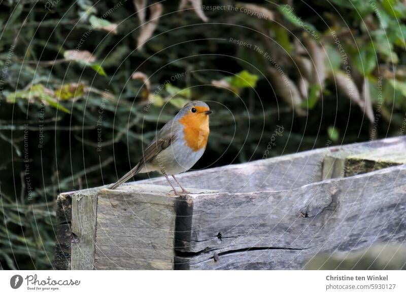 Are you digging up earthworms for me? Robin redbreast Curiosity inquisitorial Looking Cute Animal portrait Wild bird garden bird songbird Bird of the Year 2021