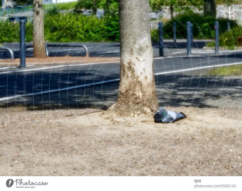 ...just a little break Pigeon reclining rest Tree Sand Street River bank Break Bird Sunbathing Summer short break Warmth take a break Calm relax Serene Animal