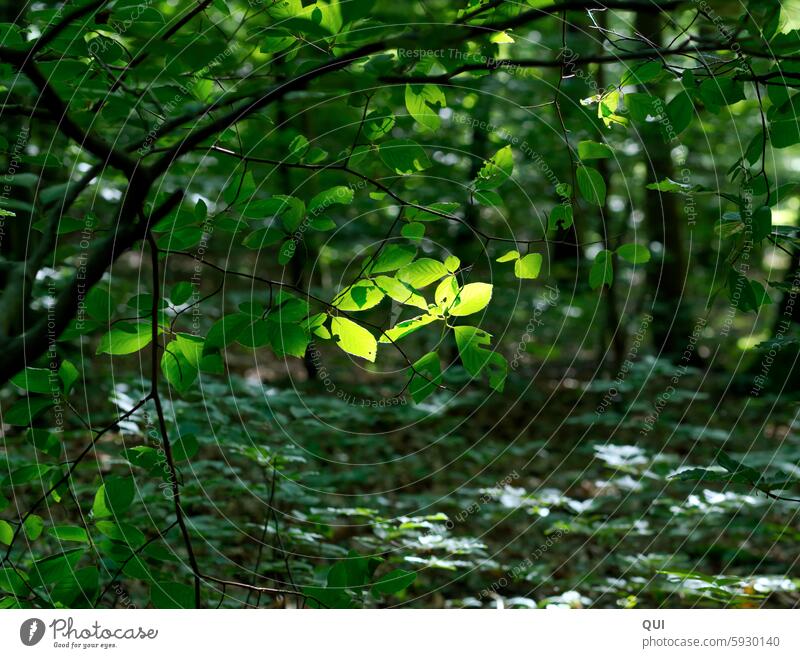 A light Light Leaf leaves Forest Sunlight flooded Beautiful weather Plant Idyll Summer Spring Green Tree branches Nature Forest atmosphere trees pretty Contrast