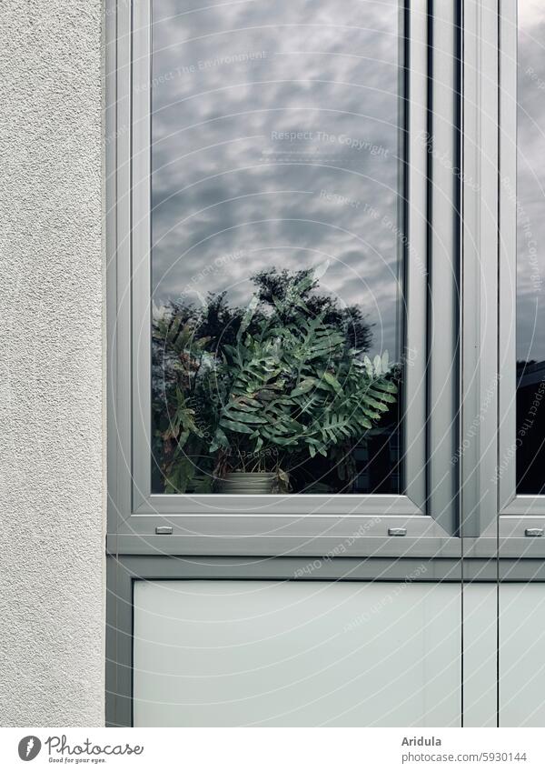 Spotted fern behind window pane spotted fern Fern Foliage plant Window Window pane Plant Green Fern leaf Window frame reflection Clouds Gray Shades of grey