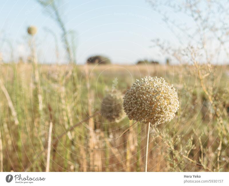 field in summer. sunlight agriculture land of fields landscape melancholy orange rest yellow Nature Exterior shot Beautiful weather Colour photo