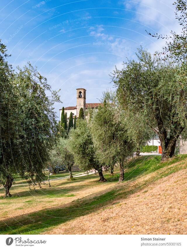 Church in an olive grove in Italy Olive tree Olive grove Exterior shot Nature Landscape Tree Deserted Mediterranean