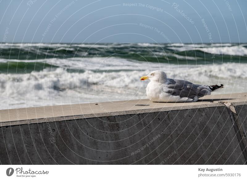 Resting seagull Seagull Bird Sky Blue North Sea Beach Water Nature Summer Ocean coast Animal Silvery gull Gull Bird swell Swell North Sea coast