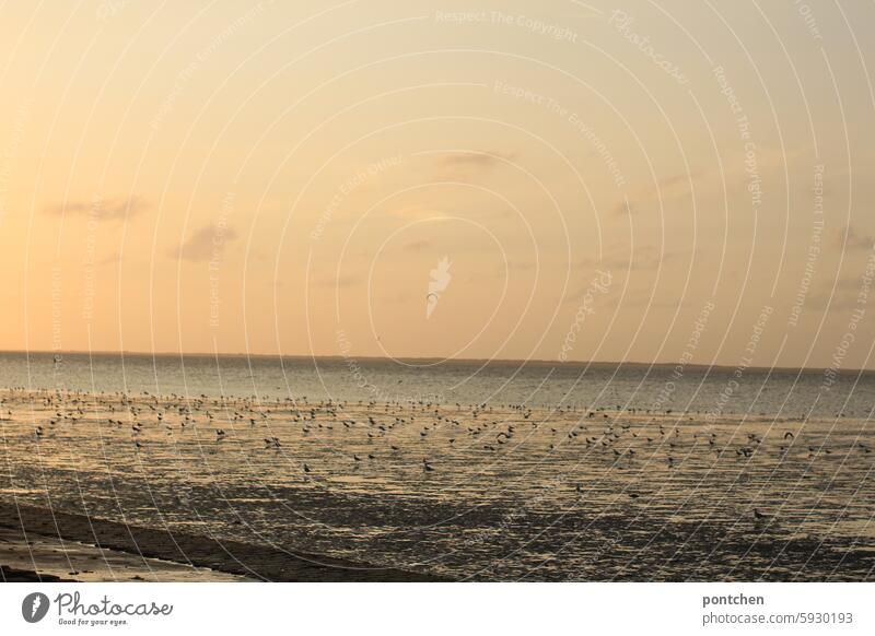 seagulls at sunset in the mudflats. evening sky watt Sunset Mud flats North Sea North Sea coast Low tide Horizon Vacation & Travel Slick ebb and flow Water Wet