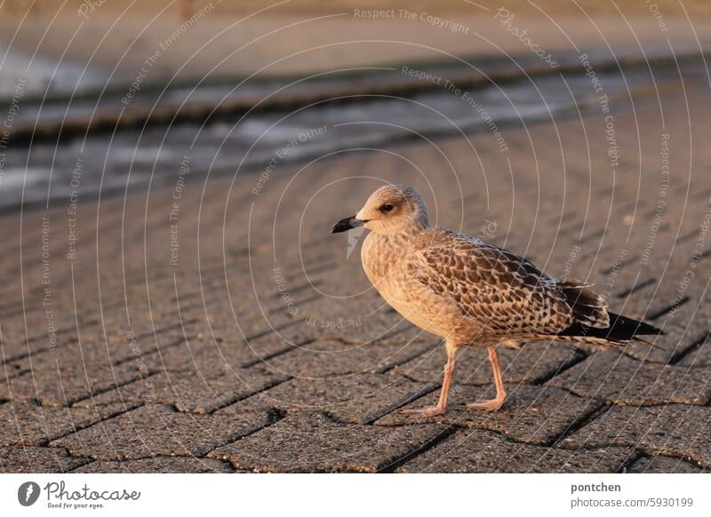 a seagull stands on a stone floor by the sea. Seagull Bird Grand piano Animal Exterior shot Free Wild animal Ocean North Sea Stand Near