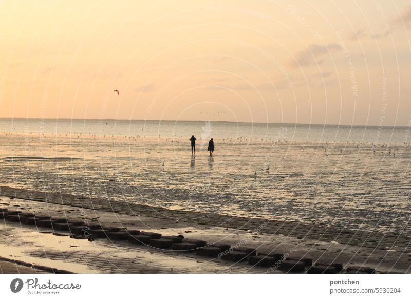 two people in the mudflats at sunset. evening sky watt Sunset Couple mudflat hiking tour Mud flats North Sea North Sea coast Low tide Horizon Vacation & Travel