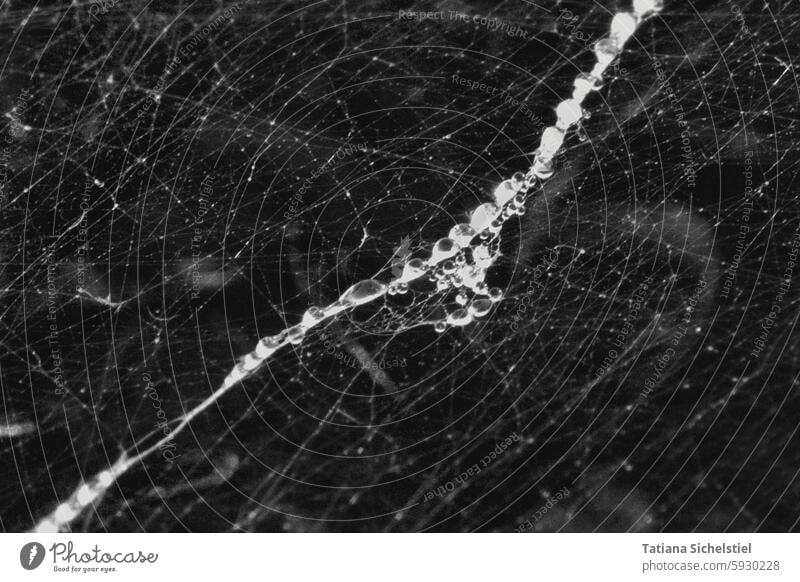 Spider web with a water droplet trail, bw Spider's web Drops of water Net Dew Wet Damp Morning dew drops Exterior shot Close-up Macro (Extreme close-up)