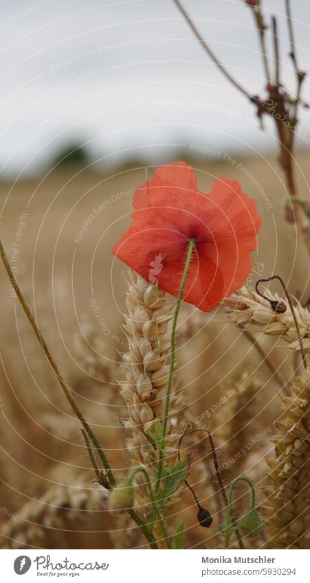 poppy flower Declaration of love pastel spot of colour Day Deserted petals Idyll spring awakening Fresh Spring day flowers flora Poetic blossomed flourished