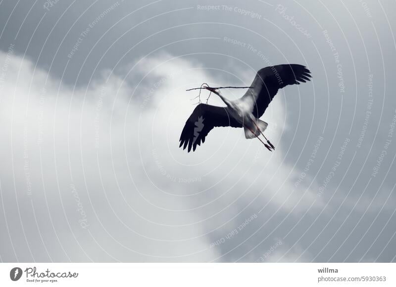 My very last favorite topic - Schdörsche gnibbsn Stork Flying Migratory bird Nest-building White Stork adebar