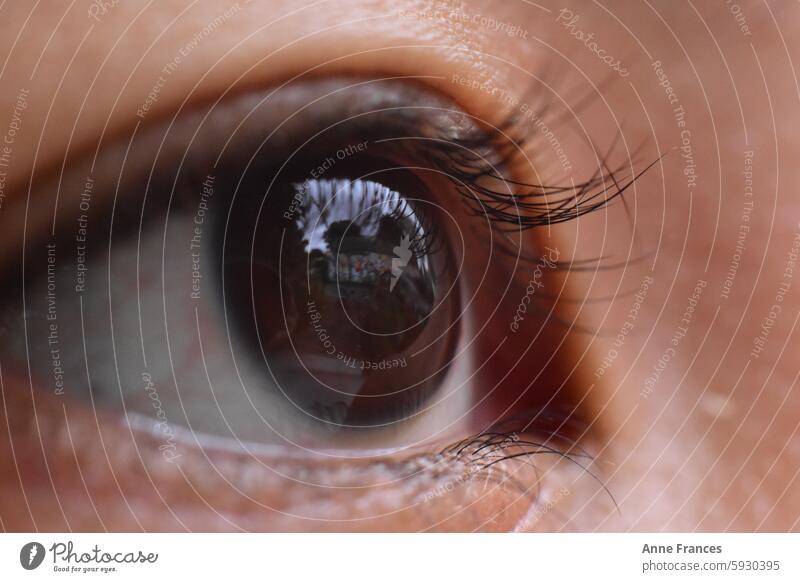 Macro shot Closeup of brown eyes with reflection closeup Macro (Extreme close-up) one eye Reflection outdoor Close-up macro detail nature Exterior shot Eyelash