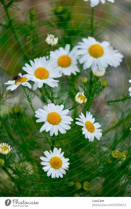 little flowers Flower Marguerite Yellow White Green fauna Plant plant world Blossom blossom Summer Meadow flower Flower meadow Wild plant Nature Garden Summery