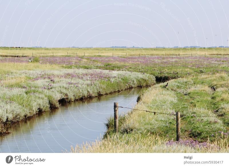 a tideway in the blooming salt marshes on Hallig Gröde Tideway reverberant Water watercourse Salt meadow Summer Marsh rosemary Halligflieder blossom wax Blossom