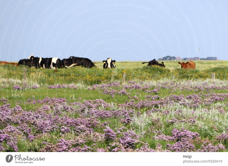 Salt marshes with blooming sea lilacs and beach mugwort, curious cattle behind the fence | Hallig Gröde Marsh rosemary Halligflieder Sea lavender Beach mugwort