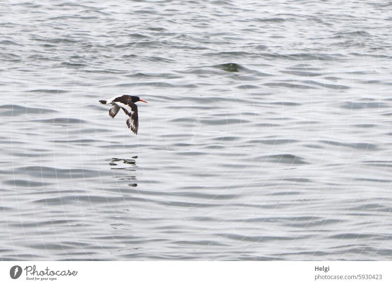 Flying oystercatcher over the North Sea on Hallig Gröde Oyster catcher Bird 1 Water reverberant reflection North Frisland Summer Nature Exterior shot Ocean