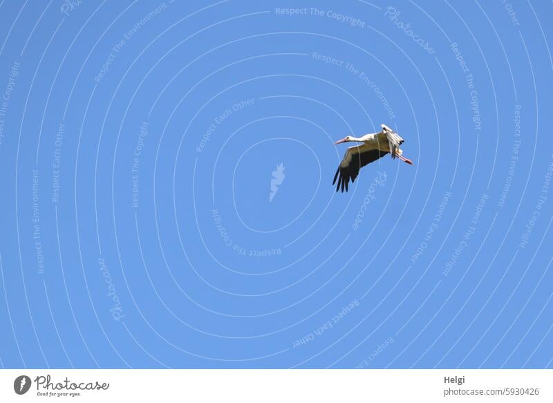 Stork approaching Bird Flying landing approach Sky Migratory bird on one's own 1 Animal Nature Wild animal Exterior shot White Stork Deserted Animal portrait