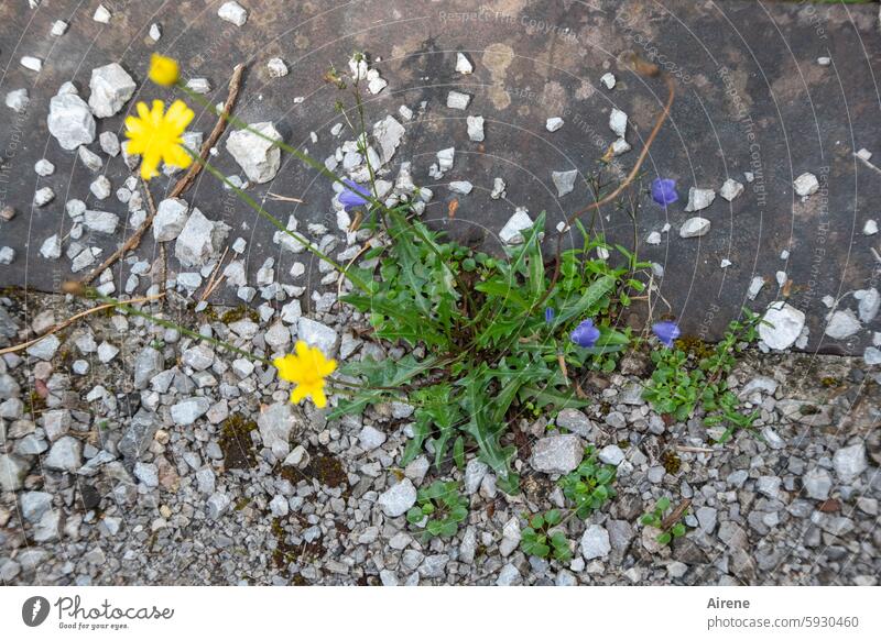 rock garden Dandelion Bluebell Gravel stones Roadside Wayside pebbles Split Bird's-eye view mountain flower flowers Sparse Yellow Small tough Nature