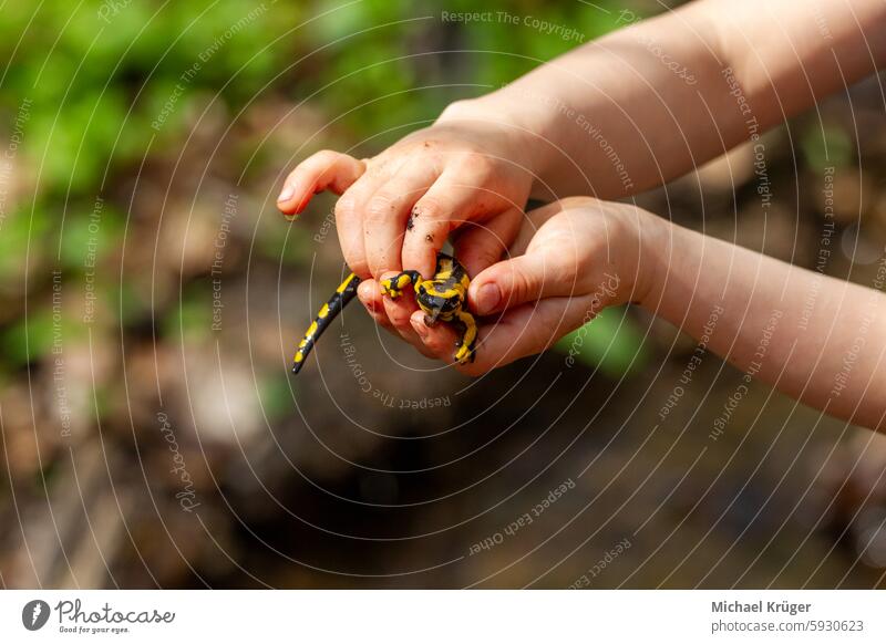 Feuersalamander , Little girl holding a fire salamander in her hands. Selective focus Bach Conservation. Curiosity Fire Salamander Hand Hands Holding Kind Molch