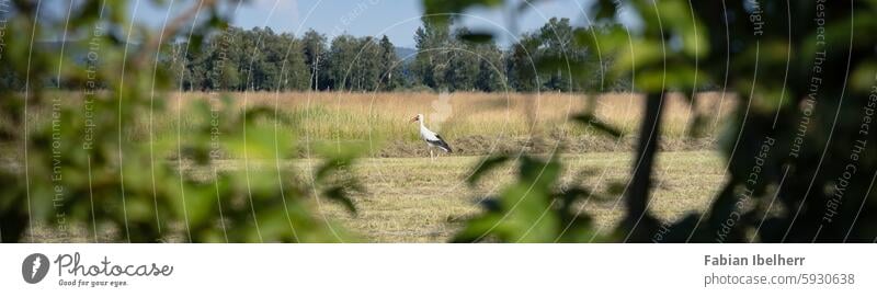 White stork in a field White Stork Stork's Nest Field Raisting Germany