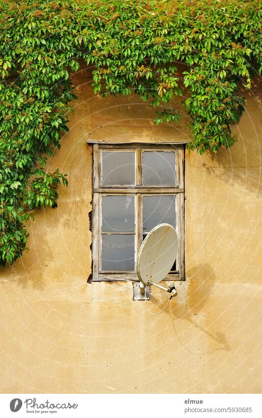 Wild vine on an abandoned building with a closed window and satellite dish Virginia Creeper forsake sb./sth. End Window Satellite Dish Overgrown dilapidated