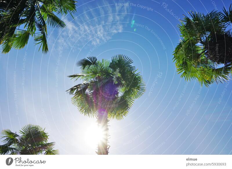 Four palm crowns from the frog's perspective with sun star Palm tree Summer solar star Worm's-eye view palm growth Palmae Arecaceae Seed plant