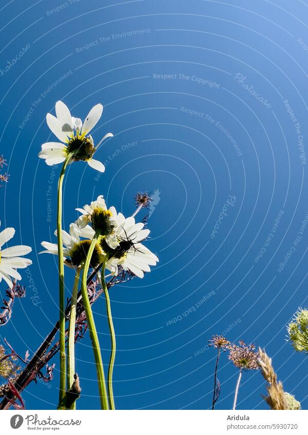 Flower meadow | daisies in front of a blue sky Blue sky Meadow Nature Summer Sky Beautiful weather Blossom wild flower White Stalk Flower stalk Light Shadow