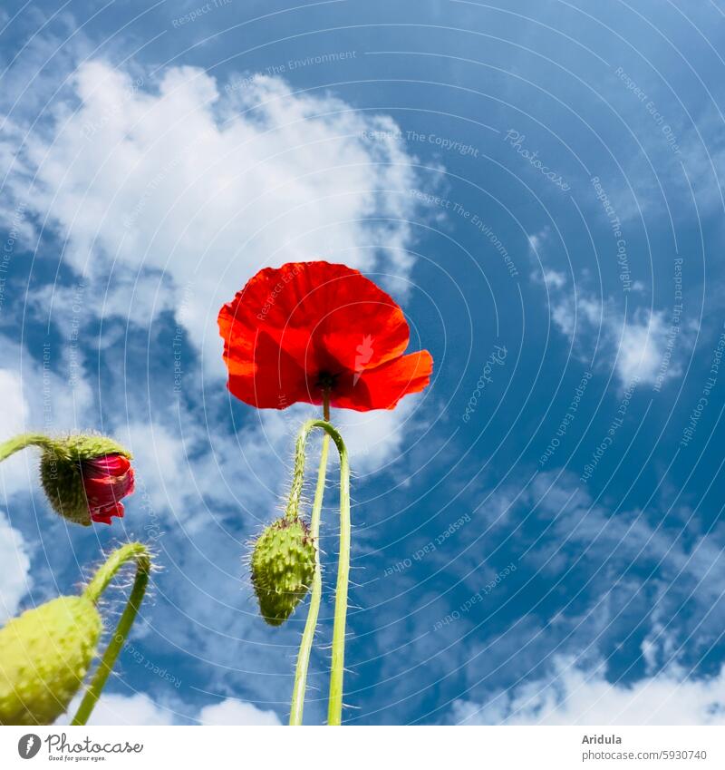 Red poppies and poppy buds against a blue sky Poppy Blossom Flower Poppy blossom Summer Plant Worm's-eye view Blue sky Clouds Sun Light Sunlight petals