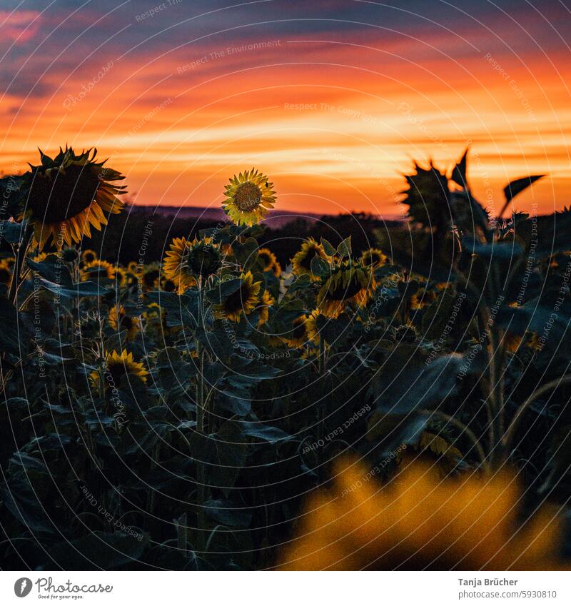 Sunset at the sunflower field Sunflower field Summer Field in the evening Agricultural crop Landscape Sunflowers resource Agriculture field economy