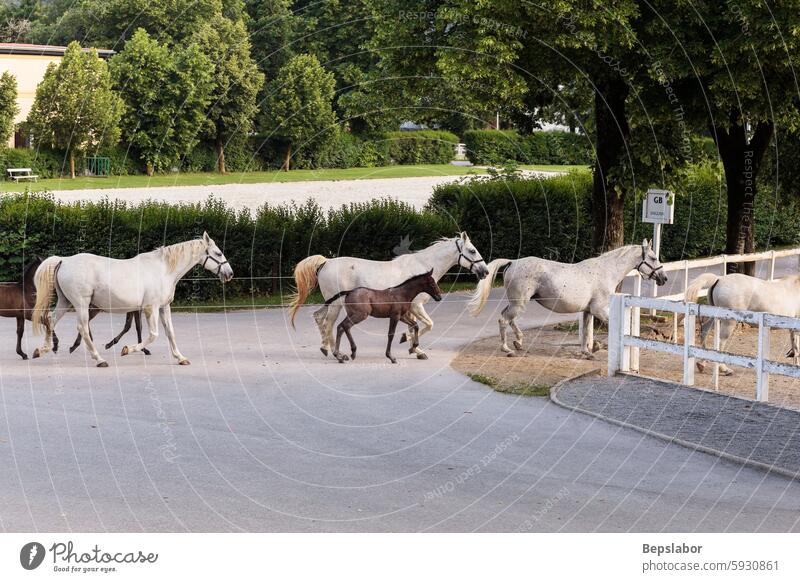 The famous Lipizzan horses return from pasture to the stables horizontal lipica slovenia white horse foal lippizaner lipizzan slovenian purebred puppies young