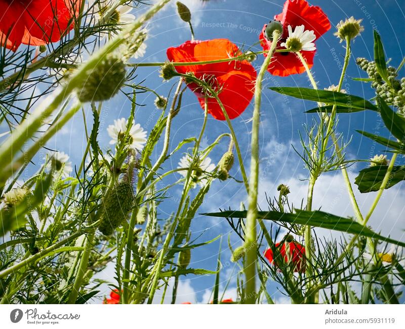 Flower meadow | Poppies and dog chamomile against a blue sky Poppy poppy flower poppies Red blossoms Meadow Summer Wild plant Blossom Landscape Plant