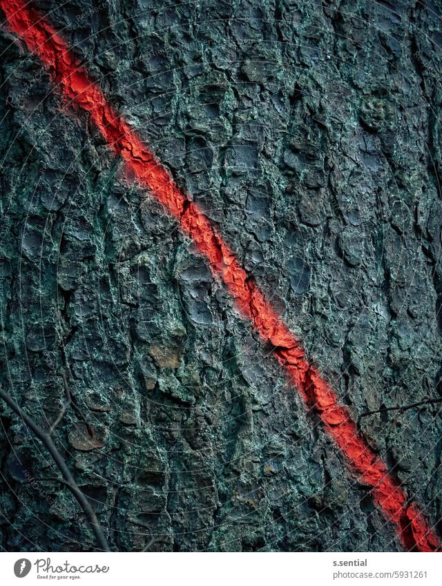 Bark with line Tree bark Red dash Diagonal