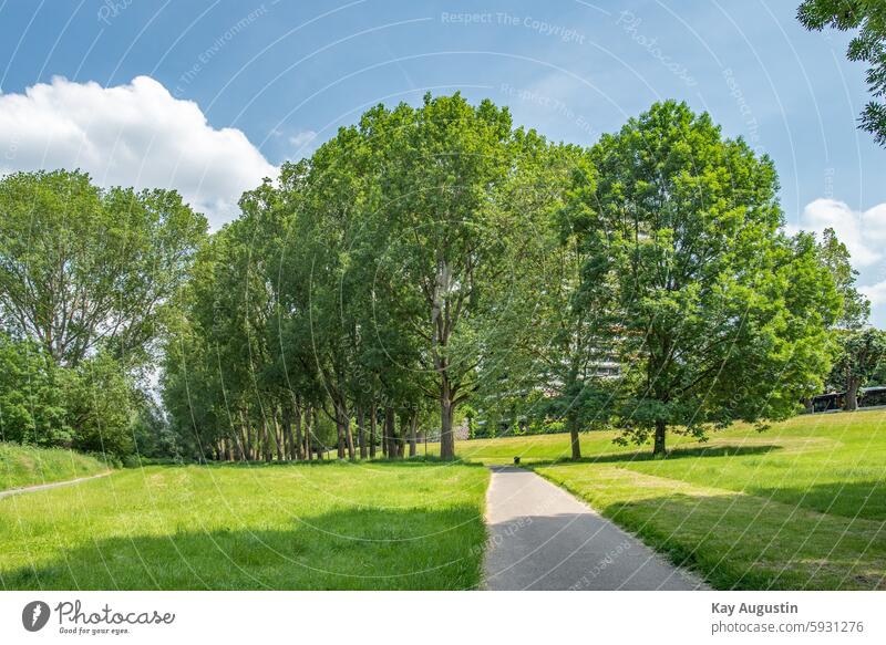 Tree avenue Poplar trees Nature Botany Climate Pure shore Rodenkirchen Avenue Wnderweg Summer Quarter rheinlage Landscape Colour photo Deserted Green