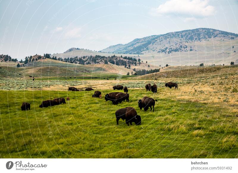 animal stories Signage Warn especially Wilderness Bison USA Americas Yellowstone National Park Wyoming esteem Signs and labeling Road sign Vacation & Travel