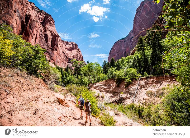 zion Forest USA trees Americas travel Mountain Sunlight Landscape Rock Vacation & Travel Nature Zion Nationalpark Utah Red Stone Impressive Wall of rock