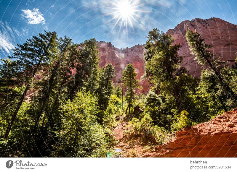 zion Forest USA trees Americas travel Mountain Sunlight Landscape Rock Vacation & Travel Nature Zion Nationalpark Utah Red Stone Impressive Wall of rock