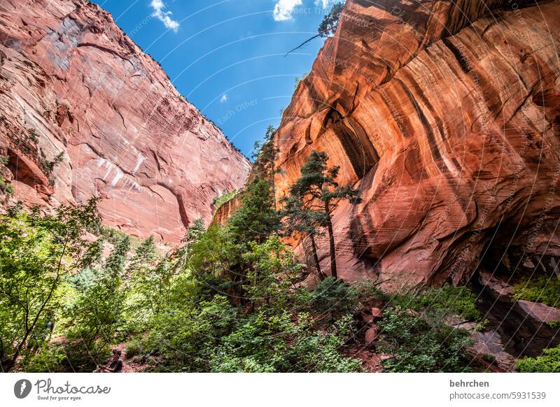 zion Forest USA trees Americas travel Mountain Sunlight Landscape Rock Vacation & Travel Nature Zion Nationalpark Utah Red Stone Impressive Wall of rock