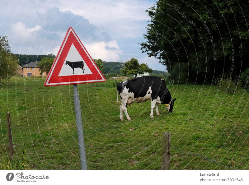 Cow grazing on a field next to a cow warning road sign agricultural field agriculture animal cattle caution domestic animals domestic cattle farm funny