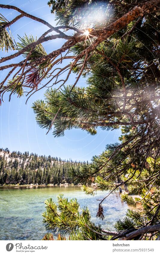 Yosemite reflection solar star Sun Sunlight pine forest Stone pine trees Forest Nature Vacation & Travel Sky Mountain Landscape travel yosemite