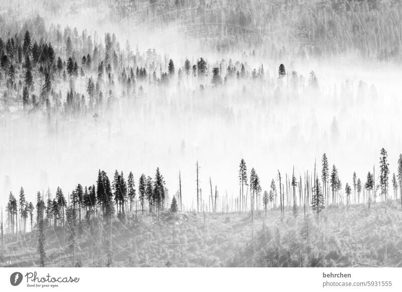 a day in black and white Landscape Mystic travel Enchanted forest Fabulous yosemite Yosemite National Park California Americas USA Mysterious pretty Forest Tree