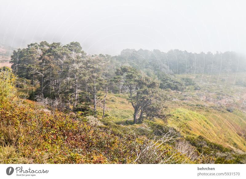 coastal fog California Freedom Far-off places Vacation & Travel Americas USA Fantastic Landscape Fog rainy trees Mystic Mysterious Clouds